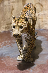 Fototapeta na wymiar Sri Lanka Leopard - standing on a concrete floor in captivity.
