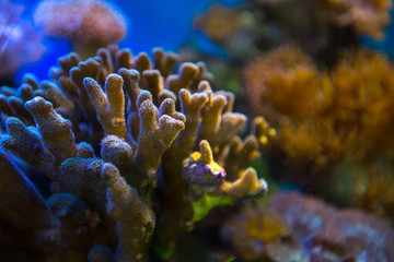 Fototapeta na wymiar Beautiful underwater coral reaf garden