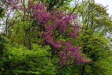 Fototapeta premium Judas tree or Cercis siliquastrum in bloom