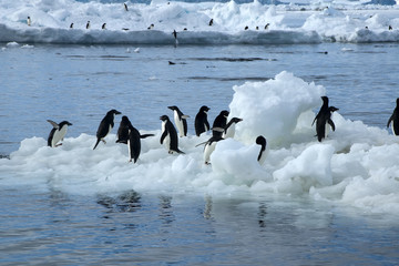 Paulet Island Antarctica, view from beach a group of adelie penguins on floating ice