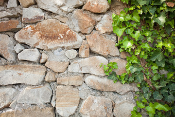 Stone wall and grapes branches