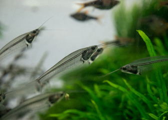 The  asian glass catfish in an aquarium