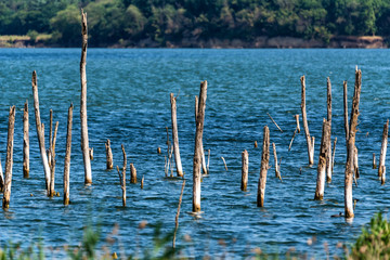 Small dry trees growing in lake summer landscape