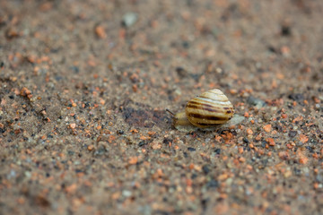 Snail on sand