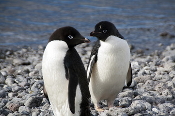 Paulet Island Antarctica, pair of adelie penguins on beach
