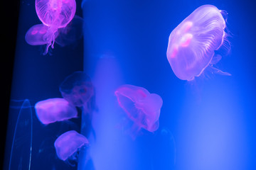 Jellyfish
