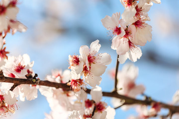 Blossoming Almond Tree