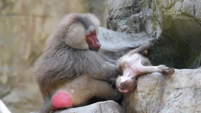 Baboons playing and fighting with each other