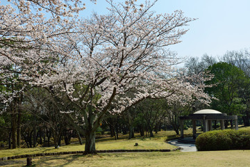 南立石公園の桜