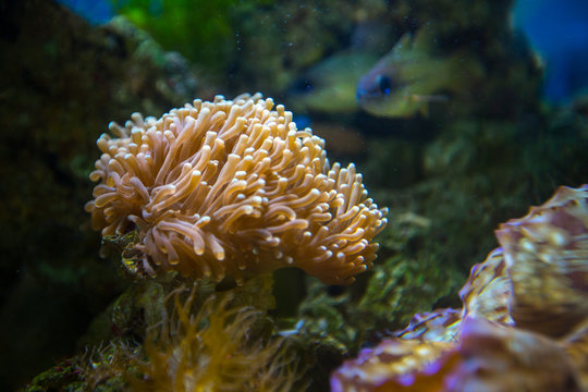 Beautiful underwater coral reaf garden