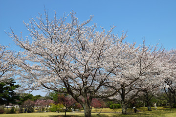 Obraz premium 南立石公園の桜