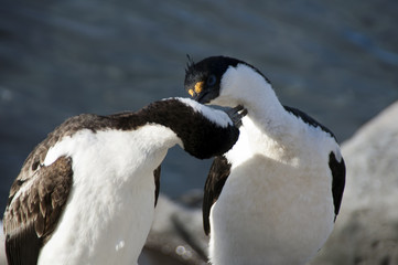 Naklejka premium Paulet Island Antarctica, pair of imperial shag in courtship ritual