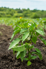 Green peppers growing in the garden