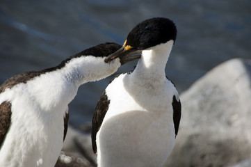Paulet Island Antarctica, courtship rituals of a pair of imperial shag 