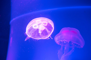 Jellyfish