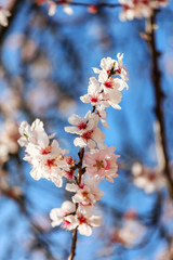 Blossoming Almond Tree