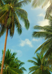 Fototapeta premium palm trees