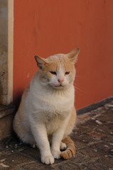イタリアの猫