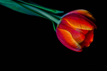 red tulip an green leaf on black light background
