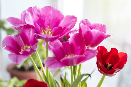 Beautiful bouquet of pink tulips. Copy space