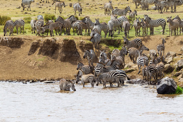 Fototapeta na wymiar Zebras are preparing to cross the mara river. Kenya, Africa