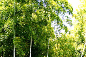 Obraz premium 竹林