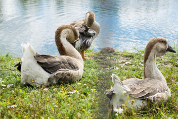 Goose walking and sitting on the grass in a zoo near a pond in warm spring day