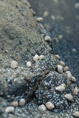 White seashells on a gray stone