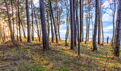 Wald Ostseeküste