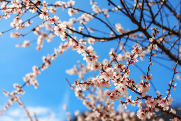 Blossoming Almond Tree