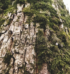 Old tree with moss
