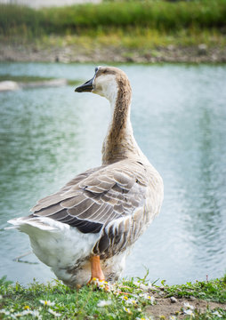 Goose walking and sitting on the grass in a zoo near a pond in warm spring day