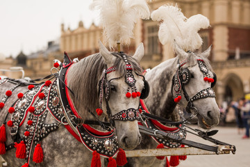 Piękne konie w centrum Krakowa - obrazy, fototapety, plakaty