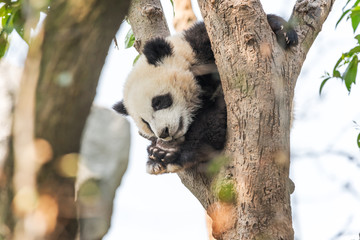 Obraz premium Panda cub sleeping in a tree, Chengdu, China