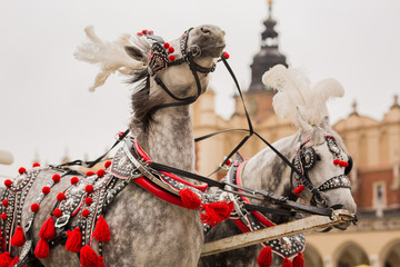 Piękne konie w centrum Krakowa