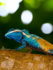 close up thai chameleon