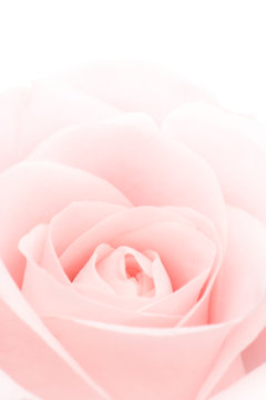 Closeup of a lovely  pink rose (Rosaceae).