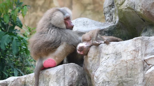 Baboons playing and fighting with each other