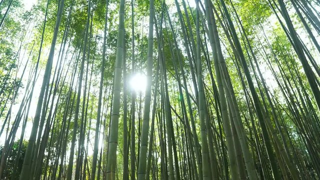 京都、嵐山の竹林