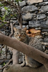 Fototapeta na wymiar イタリアの猫