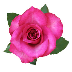 Wonderful red Rose (Rosaceae) isolated on white background.