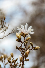 Blooming magnolia tree