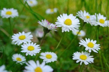 Wonderful dreamlike daisies meadow in spring.