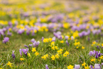 Krokusy - pierwsze kwiaty wiosny 