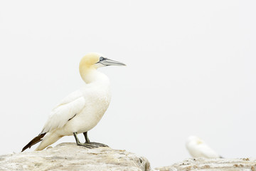 Northern Gannet (Morus bassanus) standing on rock of coastal cliff, Great Saltee, Saltee Islands, Ireland.