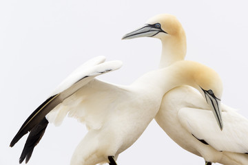 Northern Gannet (Morus bassanus) adult pair, displaying, Great Saltee, Saltee Islands, Ireland