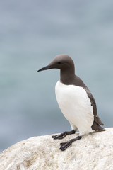 Common Guillemot (Uria aalge) adult, standing on rock, Great Saltee, Saltee Islands, Ireland