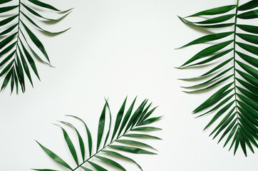Green flat lay tropical palm leaf branches on white background. Room for text, copy, lettering.