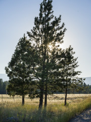 Trees in a field, British Columbia, Canada