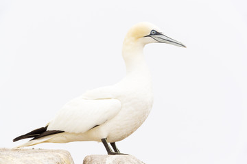 Northern Gannet (Morus bassanus) standing on rock of coastal cliff, Great Saltee, Saltee Islands, Ireland.